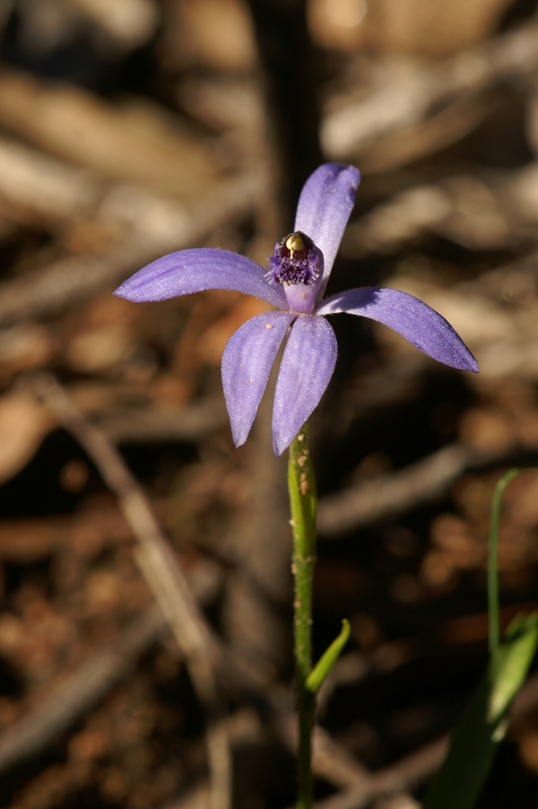 Pheladenia deformis